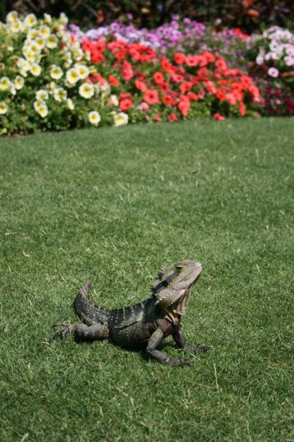 Lizard basking in the sun, Roma St Parklands