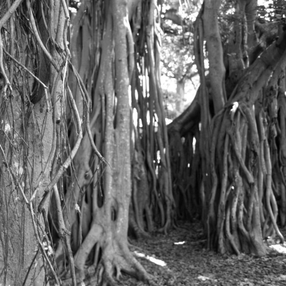 Banyan Tree