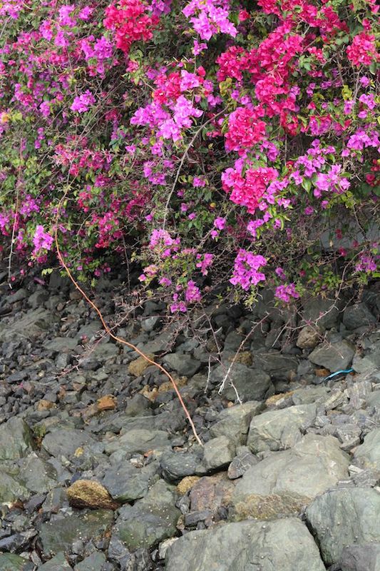 Bougainvillea spilling over the wall in Teneriffe