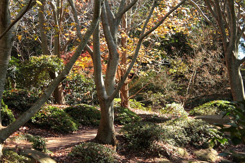 Japanese garden, University of Southern Queensland, Toowoomba