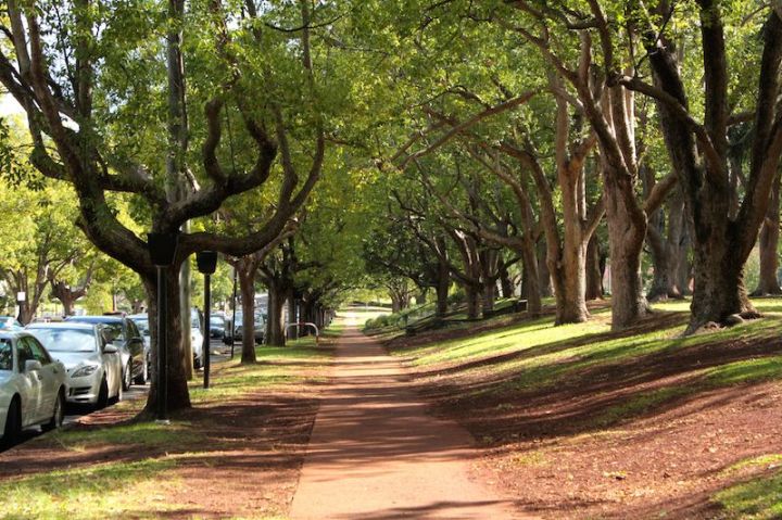 Tree-lined path, Queens Park, Toowoomba, Queensland