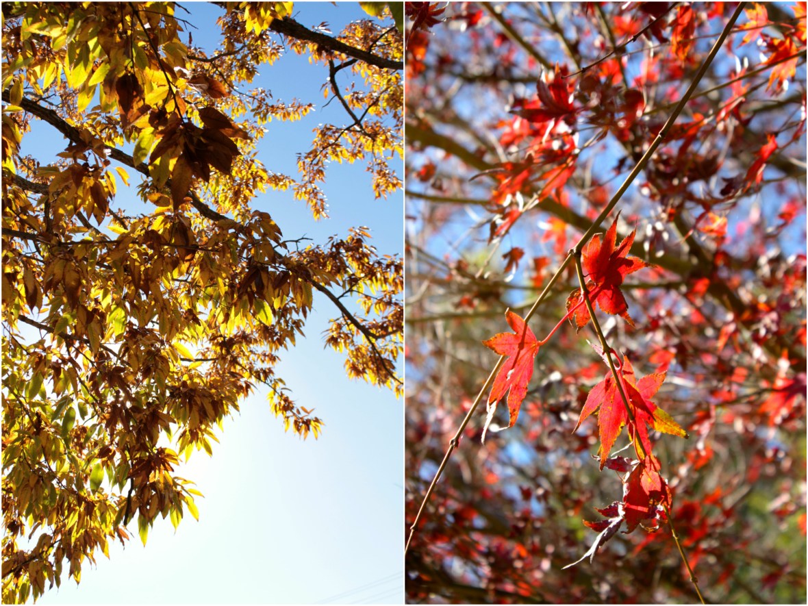 Autumn leaves in Toowoomba, Queensland