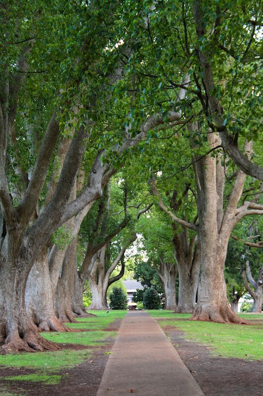 Shady, tree-lined path in Queens Park, Toowoomba, Queensland