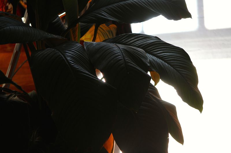 Our large peace lily, strongly backlit by the morning sun
