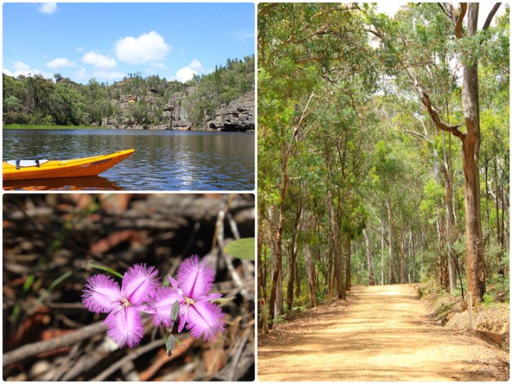 Cudgegong River, Native Orchid and Wollemi National Park, NSW