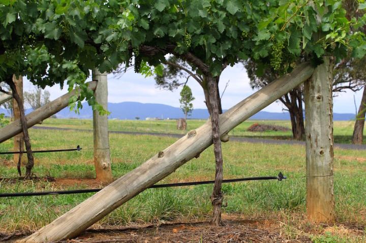 Grapevines at Robert Oatley's