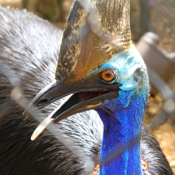November 2014 - Cassowary at Lone Pine Koala Sanctuary