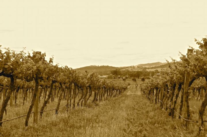 Thistle Hill organic vineyard, Mudgee NSW