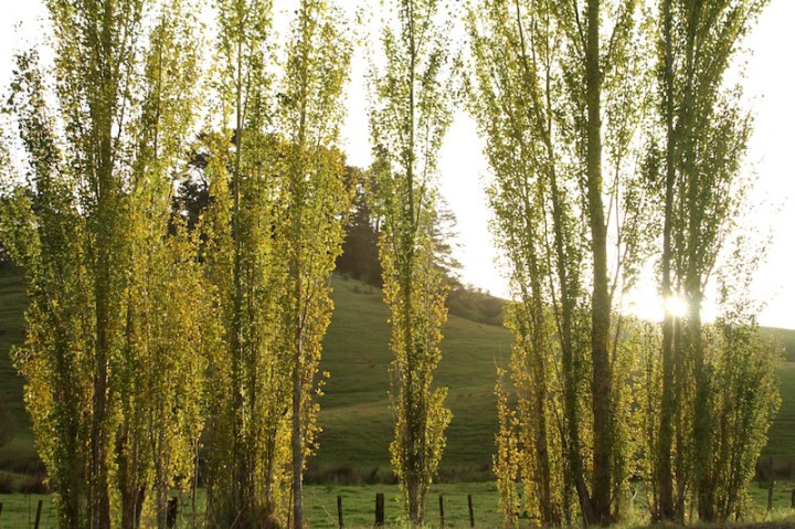 Autumn leaves in the late afternoon, Far North New Zealand