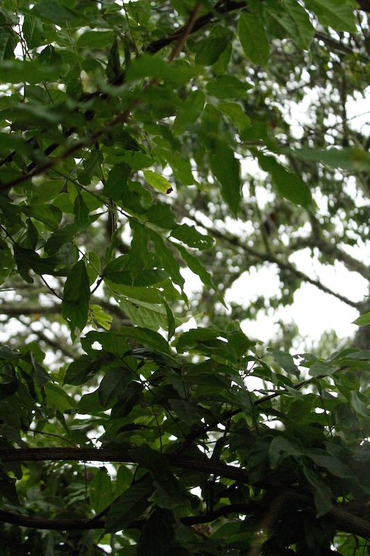 Green and damp, Auckland New Zealand