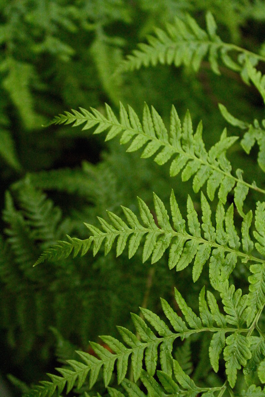 Green ferns, New Zealand