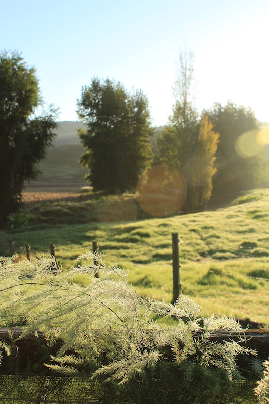 Morning with gold and mist 2, Far North New Zealand