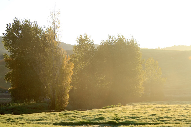Morning with gold and mist, Far North, New Zealand