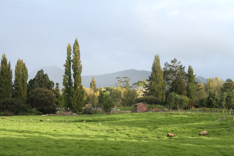 Rural idyll, Far North New Zealand