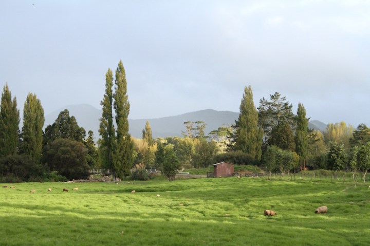Rural idyll, Far North New Zealand