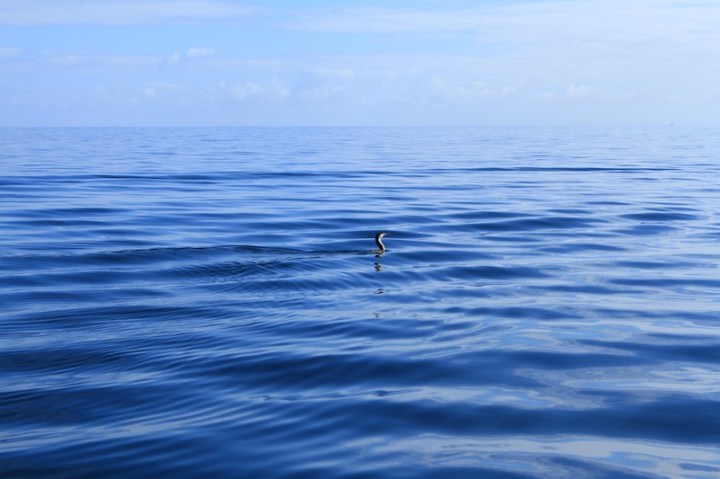 Fishing on Doubtless Bay, New Zealand