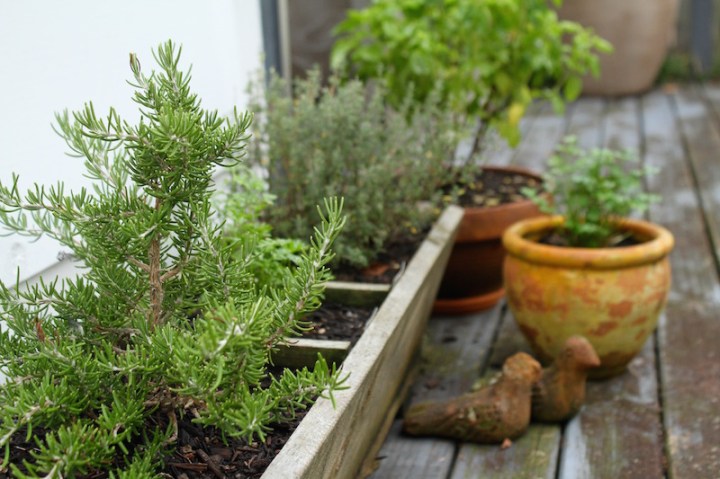 Urban herb garden in Auckland, New Zealand