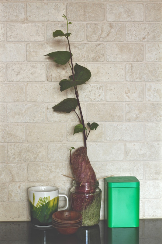 Marimekko mug, T2 tin, kumara plant and 70s little dishes