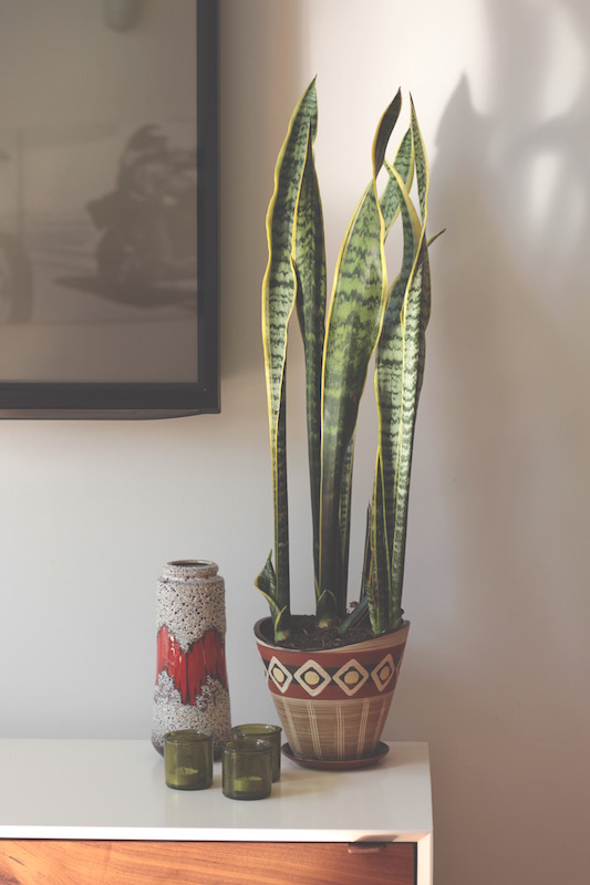 Nana's pot planted with Mother-in-law's Tongue and West German vase