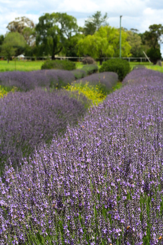 Lavender field outside Glen Innes in northern NSW