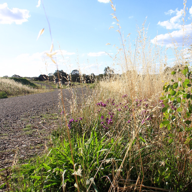 Roadside wild flowers in Uralla NSW