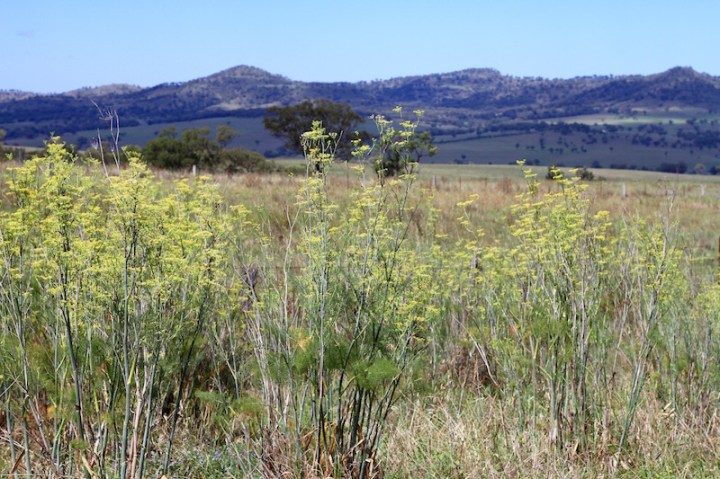 South of Scone, New South Wales