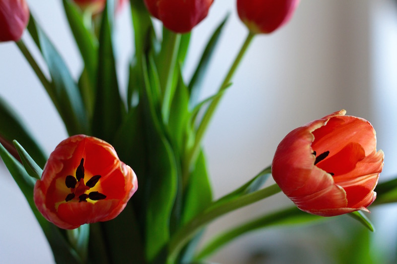 Bright orange spring tulips