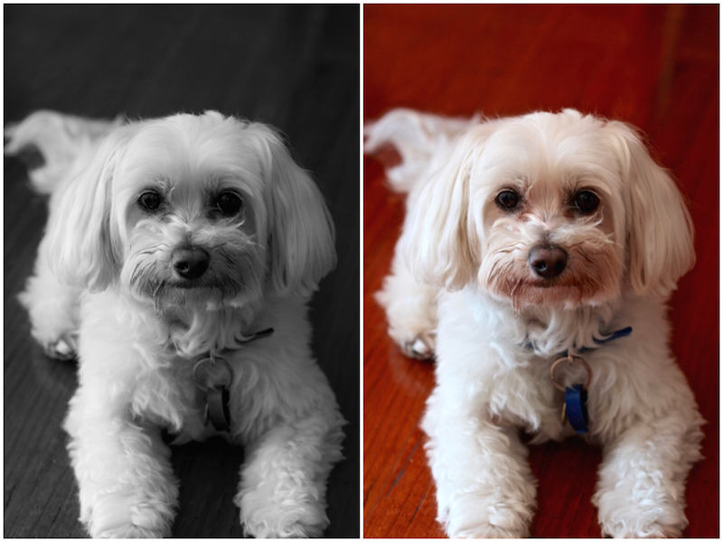 Macy Gray - Maltese Poodle cross