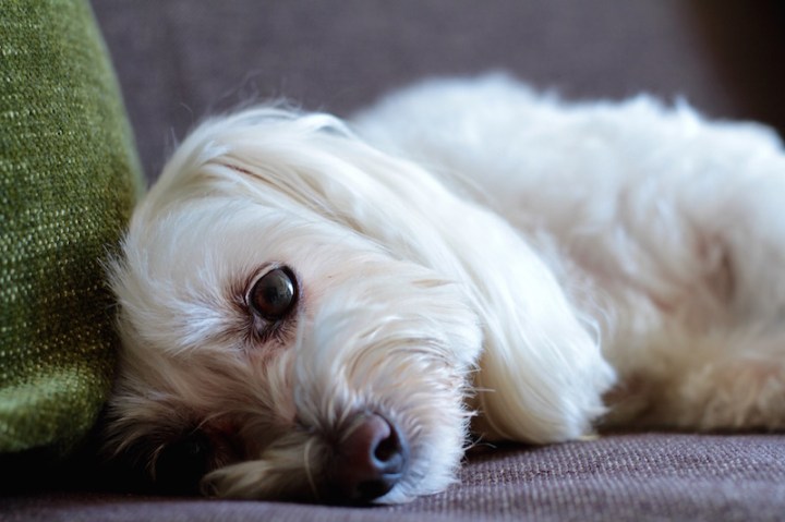 Macy Gray - Maltese Poodle cross - Moodle