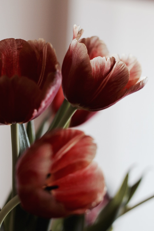 Tulips 3