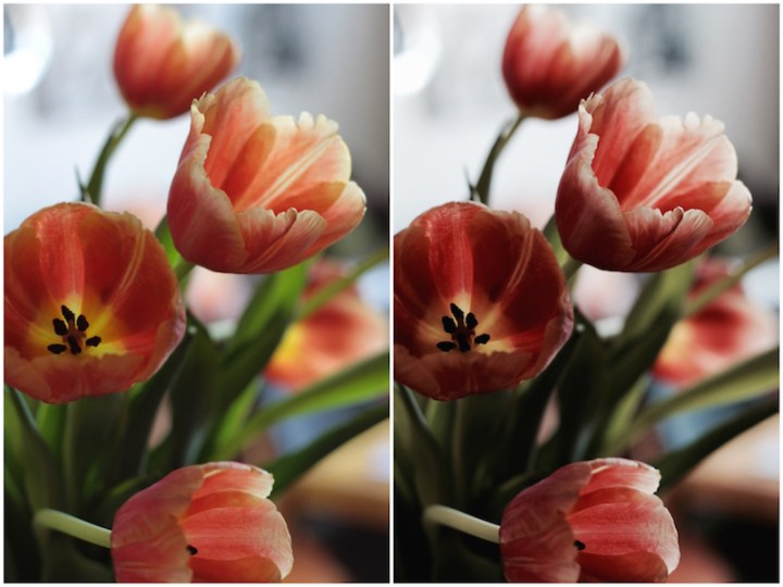 Orange spring tulips