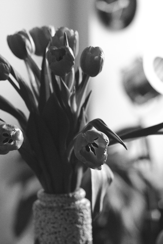 Tulips - Monochrome