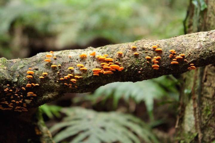 Rainforest fungus in Queensland