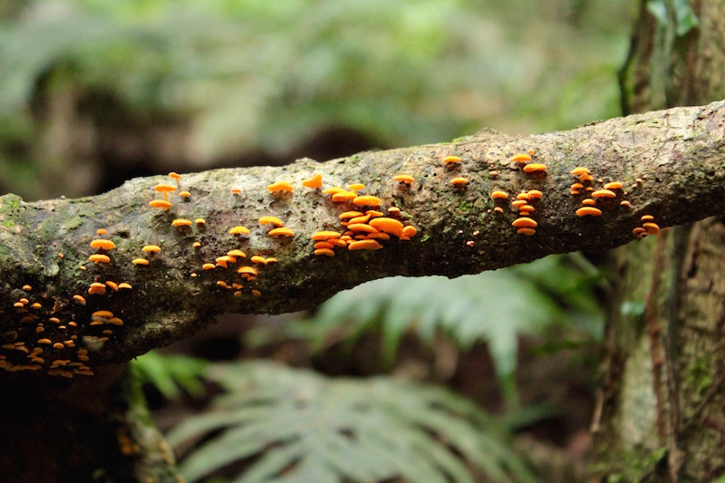 Rainforest fungus in Queensland