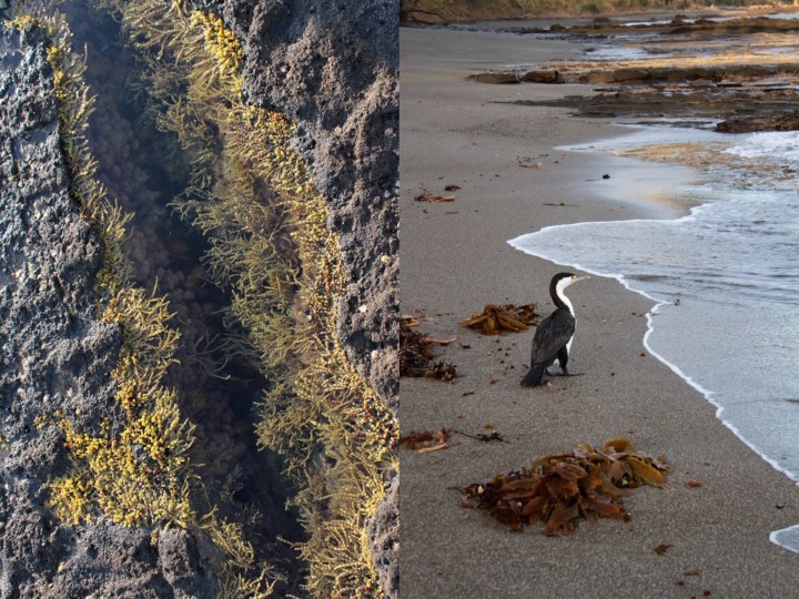 Goat Island Beach, Matakana Coast, New Zealand collage
