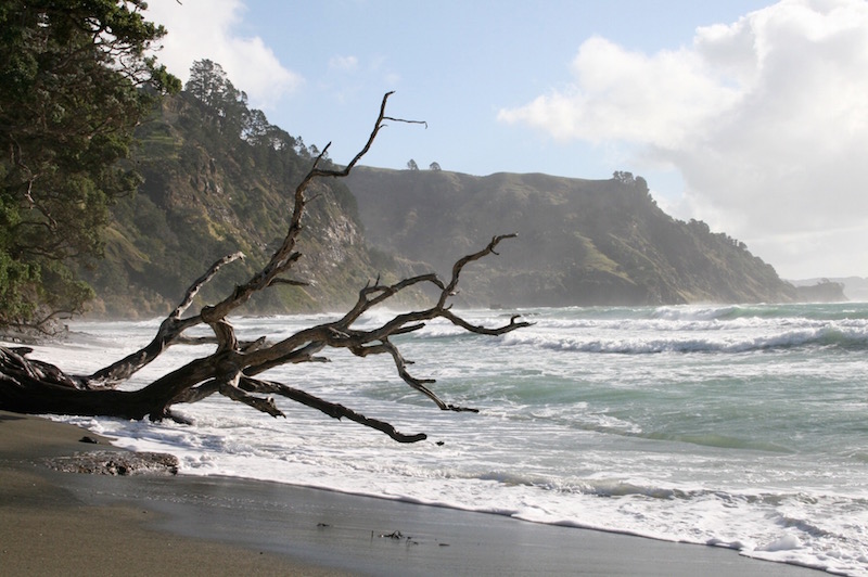 Goat Island Beach, Matakana Coast, winter 2009