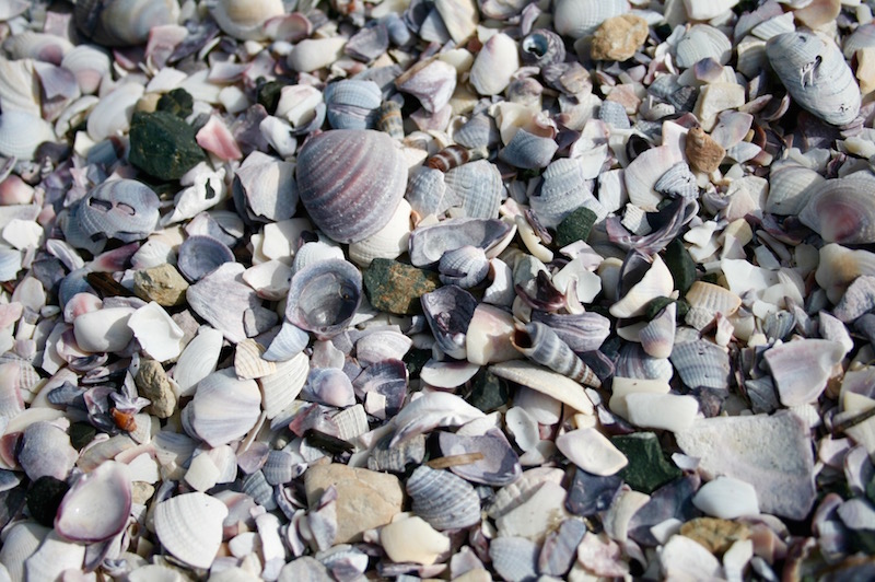 Lilac shells at Snells Beach, Matakana Coast New Zealand