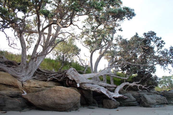 Morning light, Goat Island Marine Reserve, Matakana Coast New Zealand