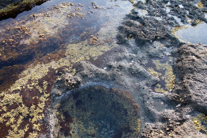 Rockpools at Goat Island Marine Reserve, Leigh, Matakana Coast