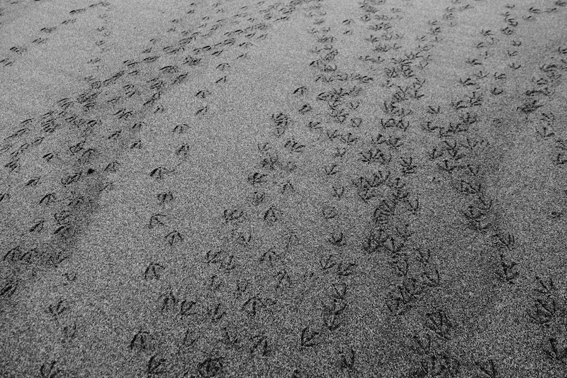 Seagull highway at Goat Island Marine Reserve, Matakana Coast New Zealand