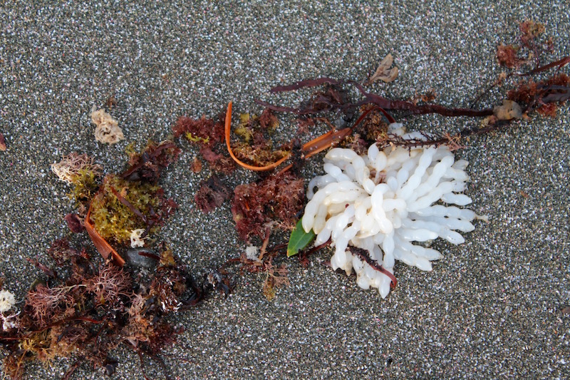 Seaweed, Goat Island Beach, Leigh, Matakana Coast