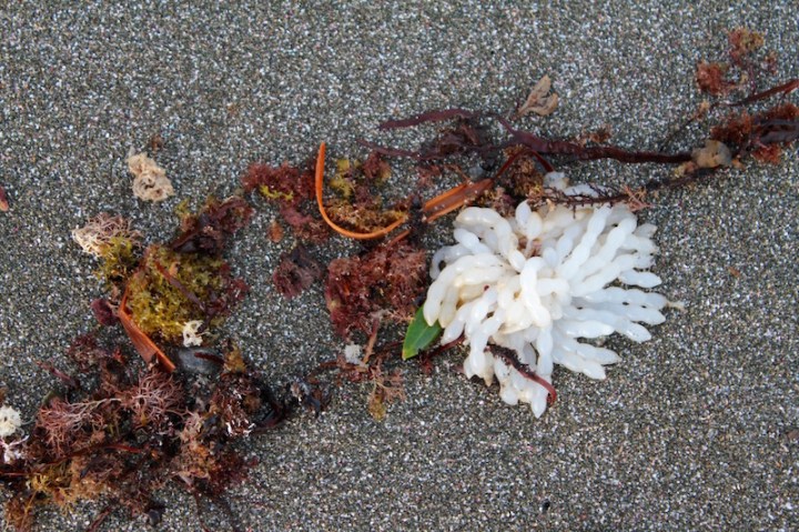 Seaweed, Goat Island Beach, Leigh, Matakana Coast