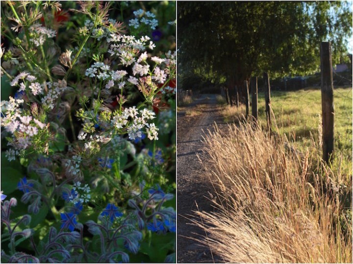 Far North New Zealand December 2015