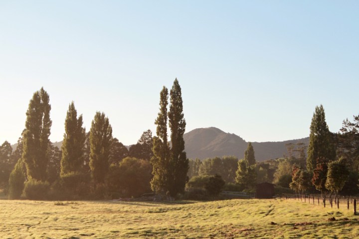 Early morning sun floods the paddock with a golden haze