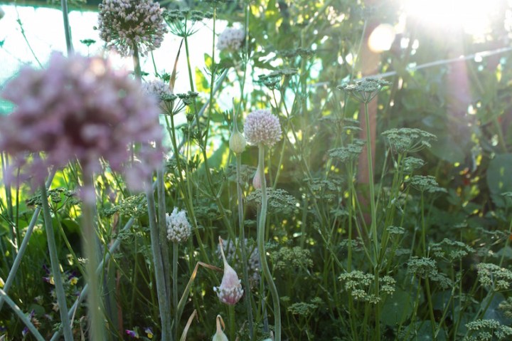 Gone to seed, onions and parsley, Far North New Zealand