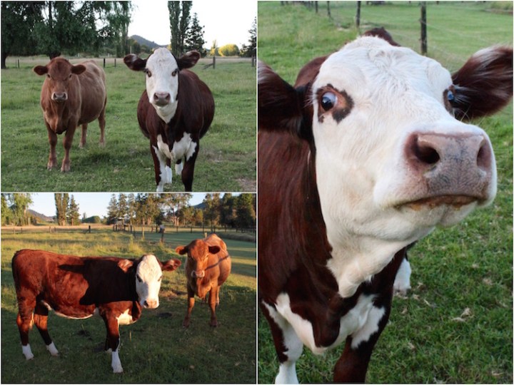 Hand-reared cows looking for some company, Far North New Zealand