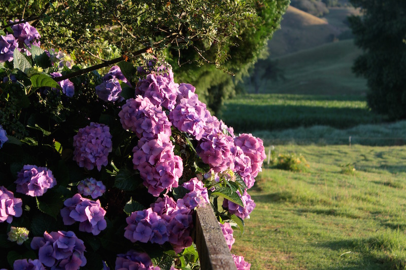 Mum's garden, overlooking the river and paddock