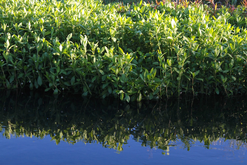 River weed lining the swimming hole, Far North New Zealand