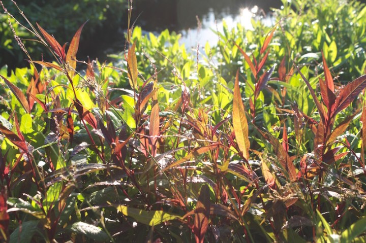 Ruby and emerald plants by the river, Far North New Zealand