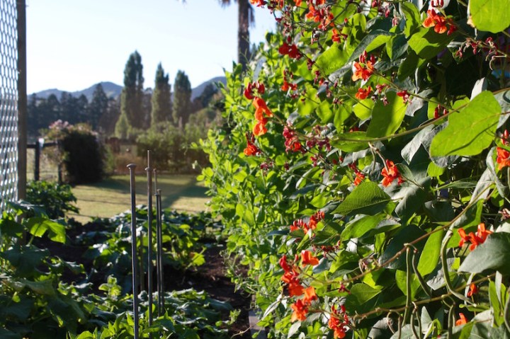 Scarlet runner beans in Mum's garden, Far North New Zealand